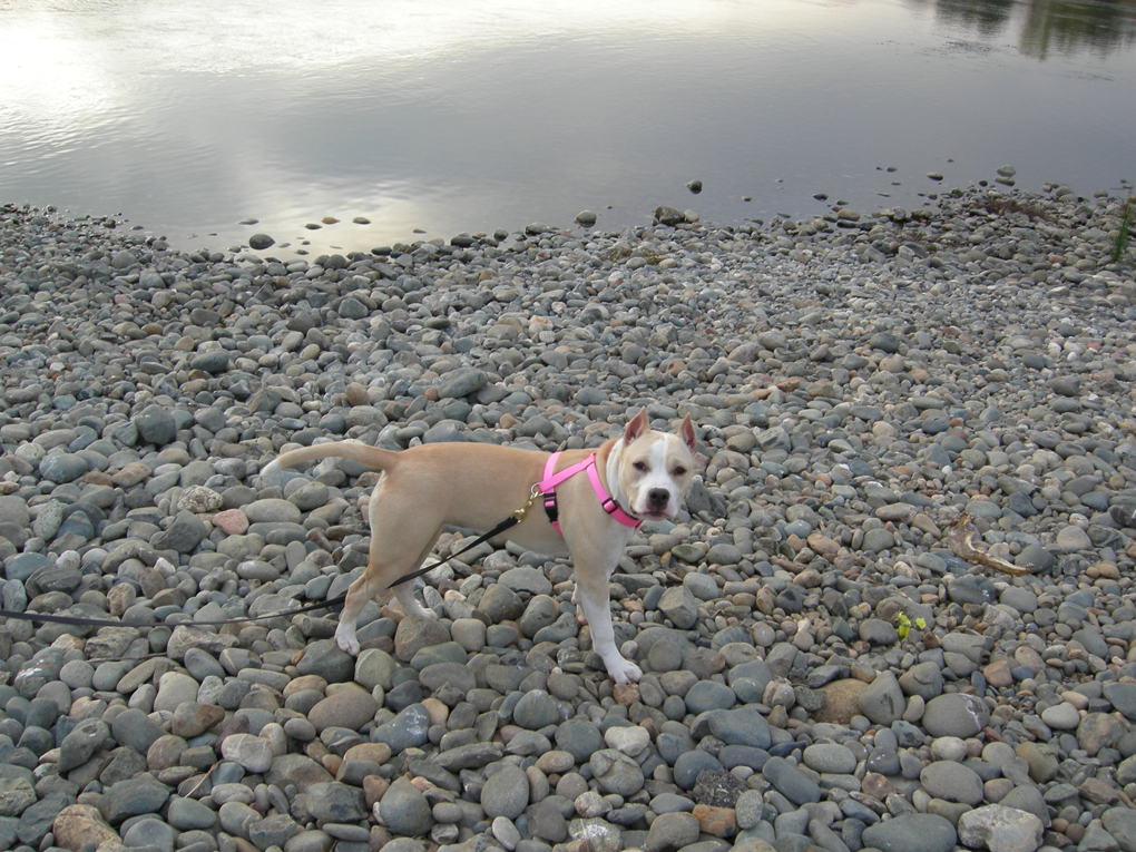 Zuzu hiking at the river